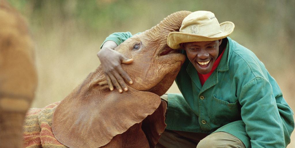 David Sheldrick wildlife trust